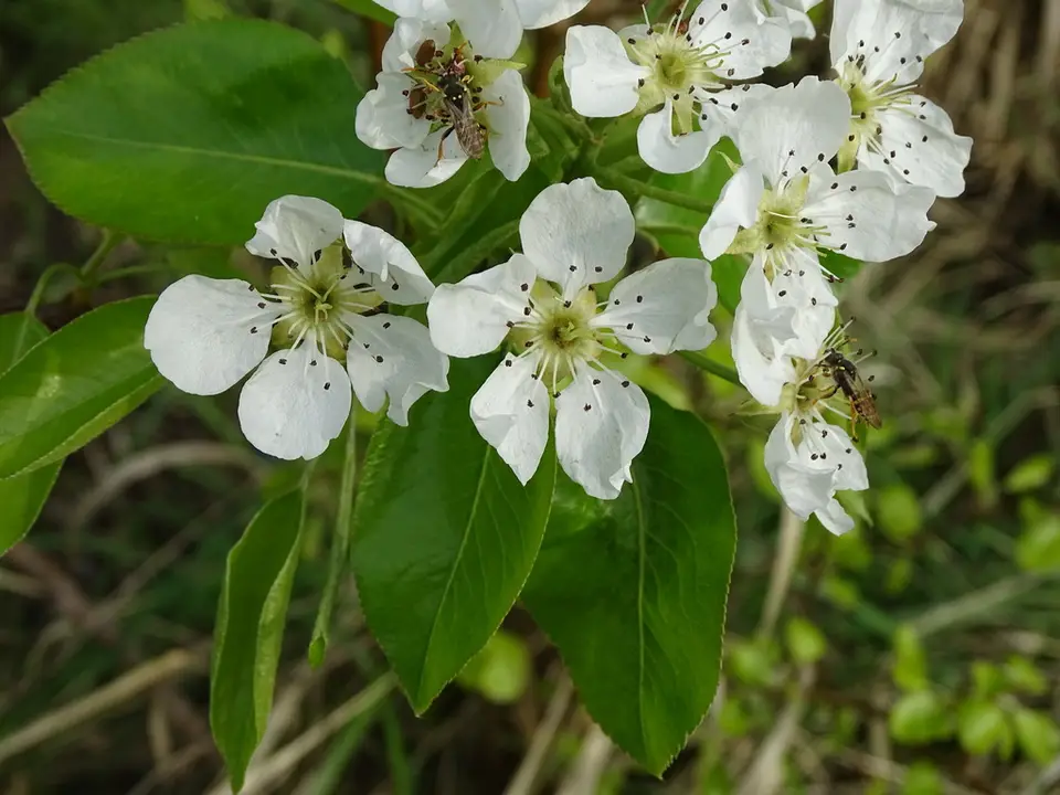 Common Pear (Pyrus communis)