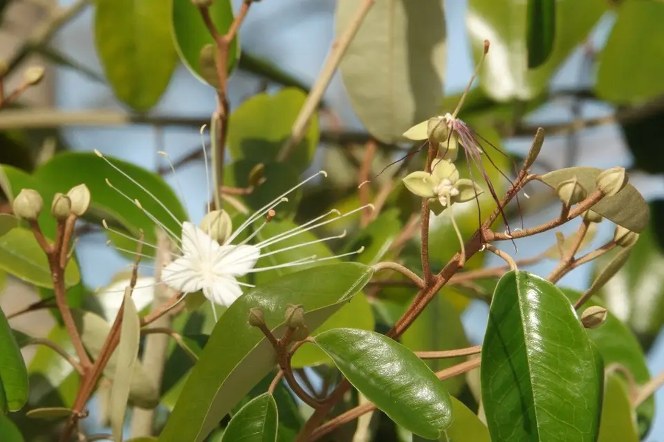 Jamaican Caper (Quadrella cynophallophora)