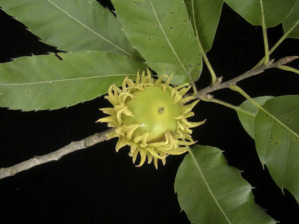 Sawtooth Oak (Quercus acutissima)