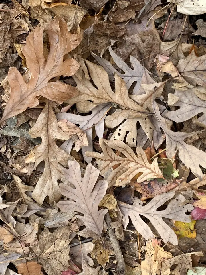 White Oak (Quercus alba)