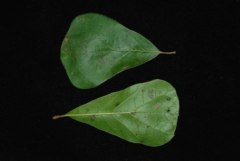 Arkansas Oak (Quercus arkansana)