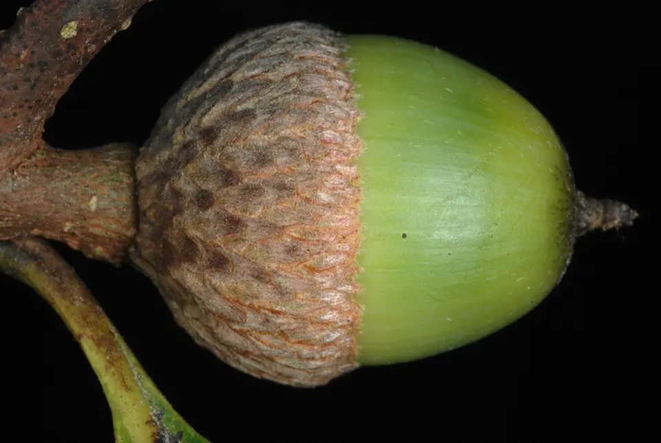 Bluff Oak (Quercus austrina)