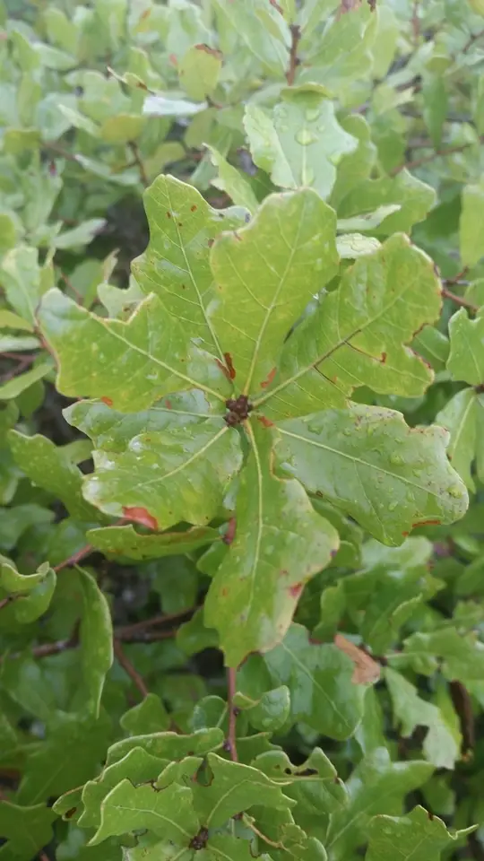 Chapman's Oak (Quercus chapmanii)