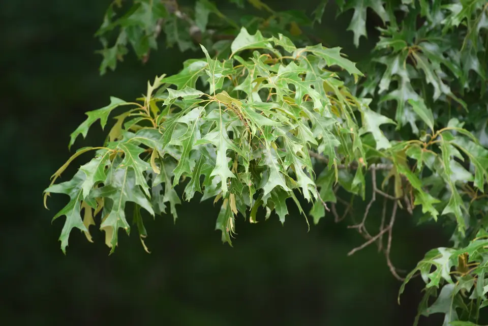 Southern Red Oak (Quercus falcata)