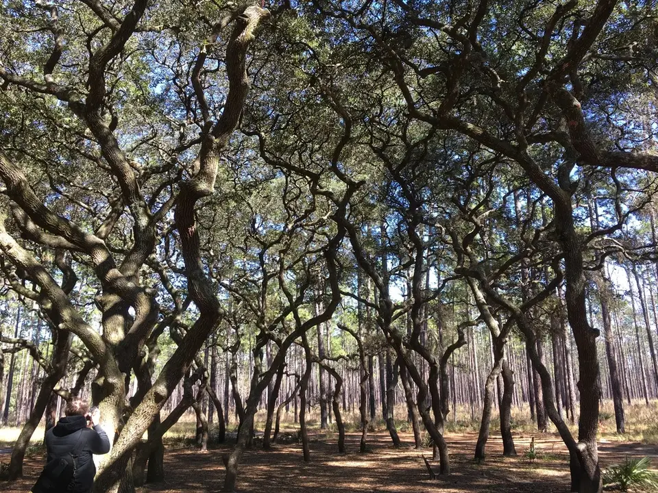 Sand Live Oak (Quercus geminata)