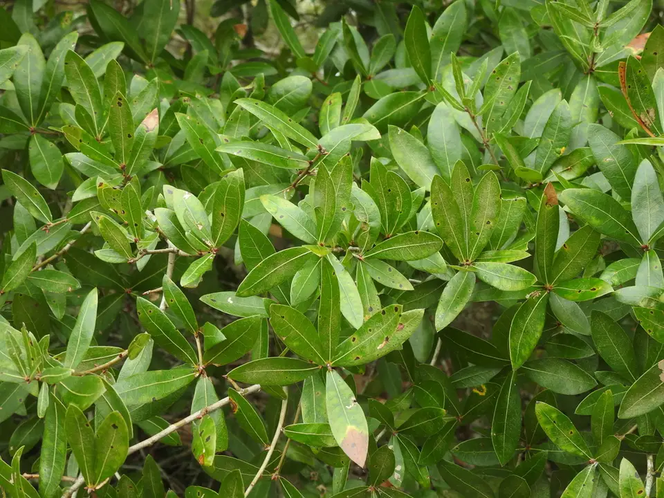 Darlington Oak (Quercus hemisphaerica)