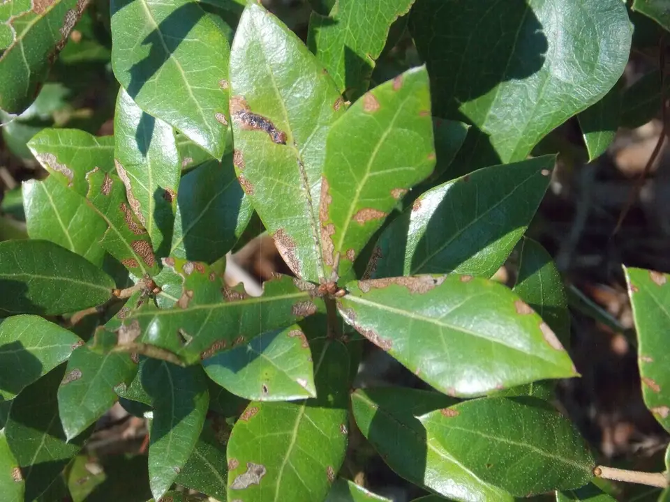 Quercus hemisphaerica × myrtifolia (Quercus hemisphaerica × myrtifolia)