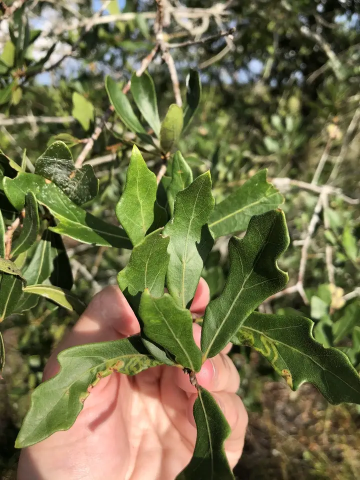 Quercus hemisphaerica × nigra (Quercus hemisphaerica × nigra)