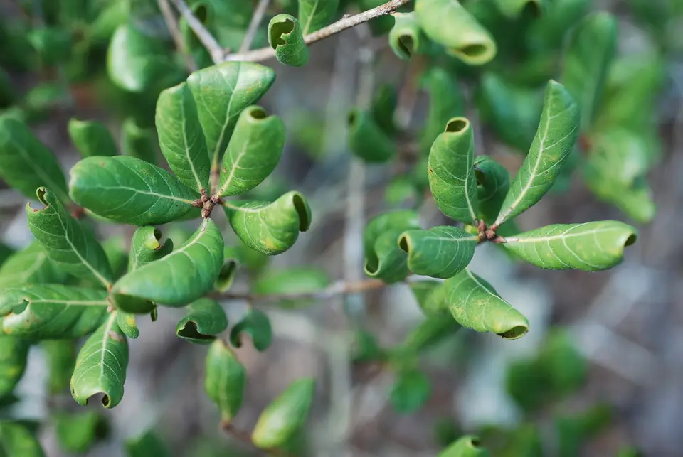 Florida Scrub Oak (Quercus inopina)