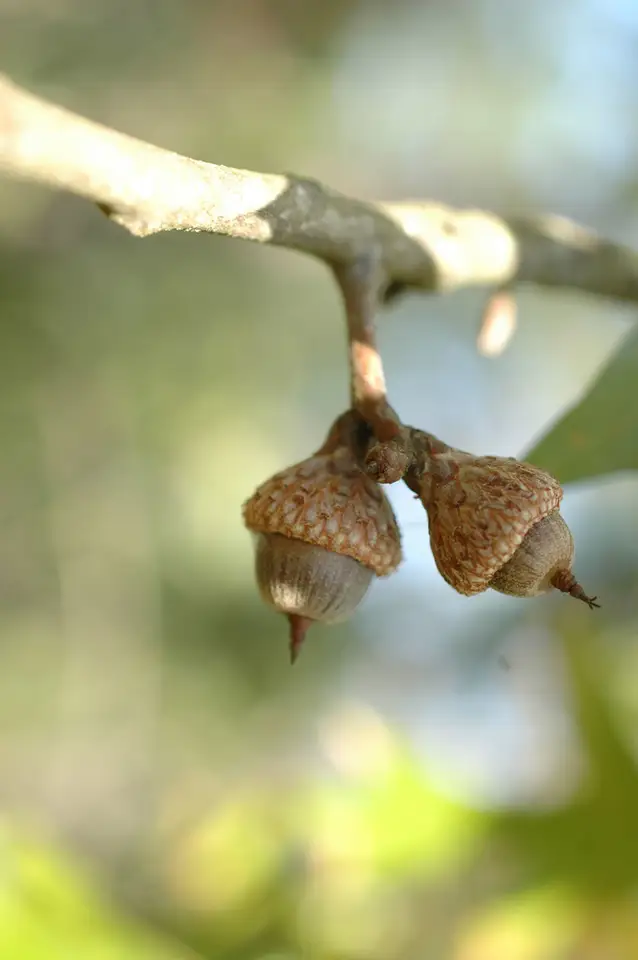 American Turkey Oak (Quercus laevis)