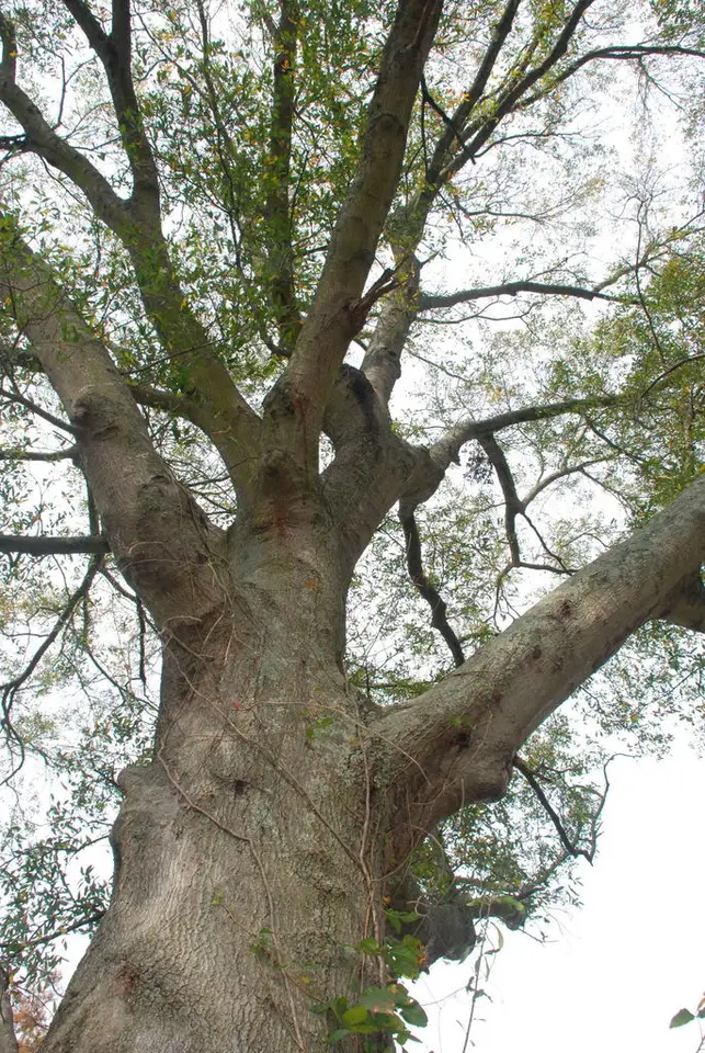 Swamp Laurel Oak (Quercus laurifolia)