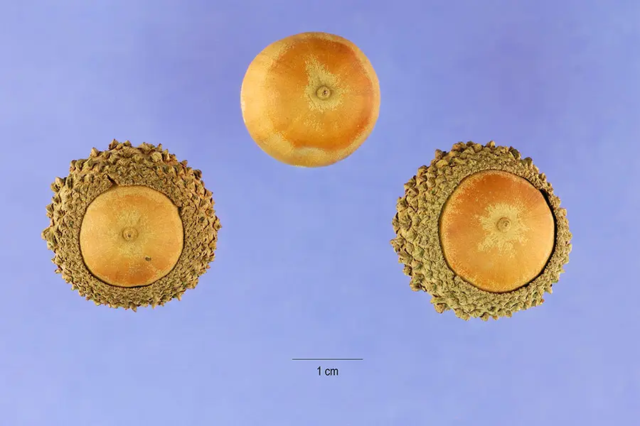 Overcup Oak (Quercus lyrata)