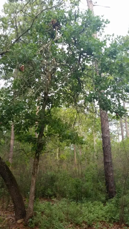 Sand Post Oak (Quercus margaretiae)
