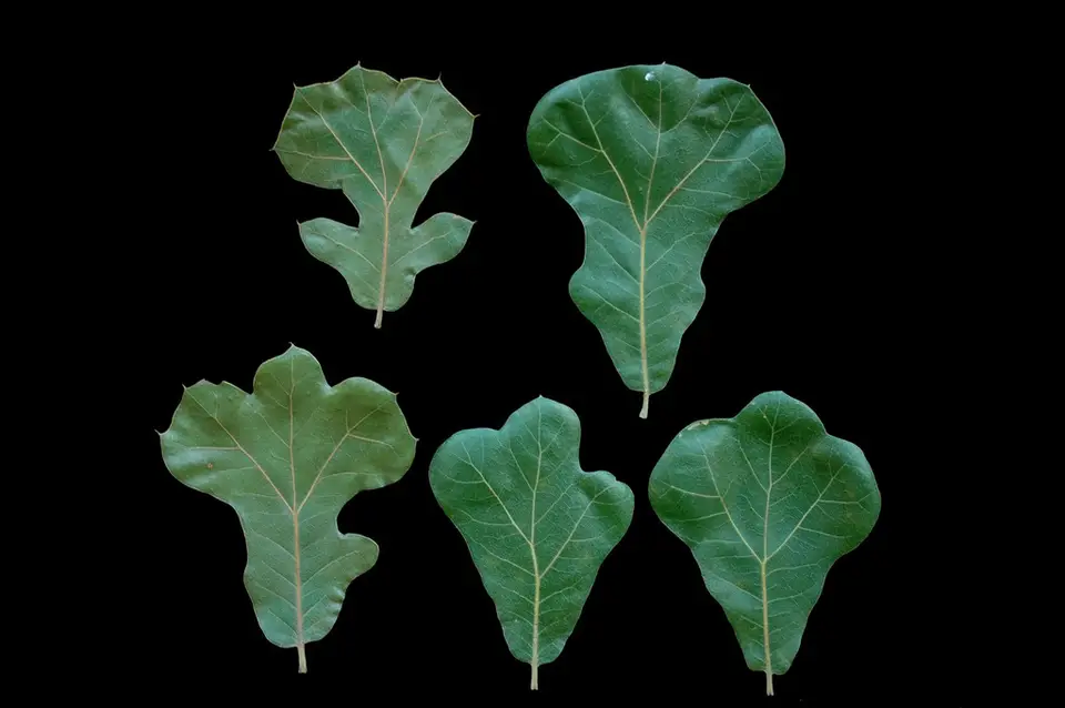 Blackjack Oak (Quercus marilandica)