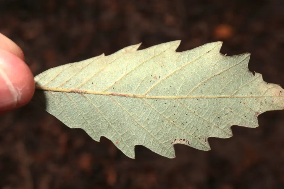 Swamp Chestnut Oak (Quercus michauxii)