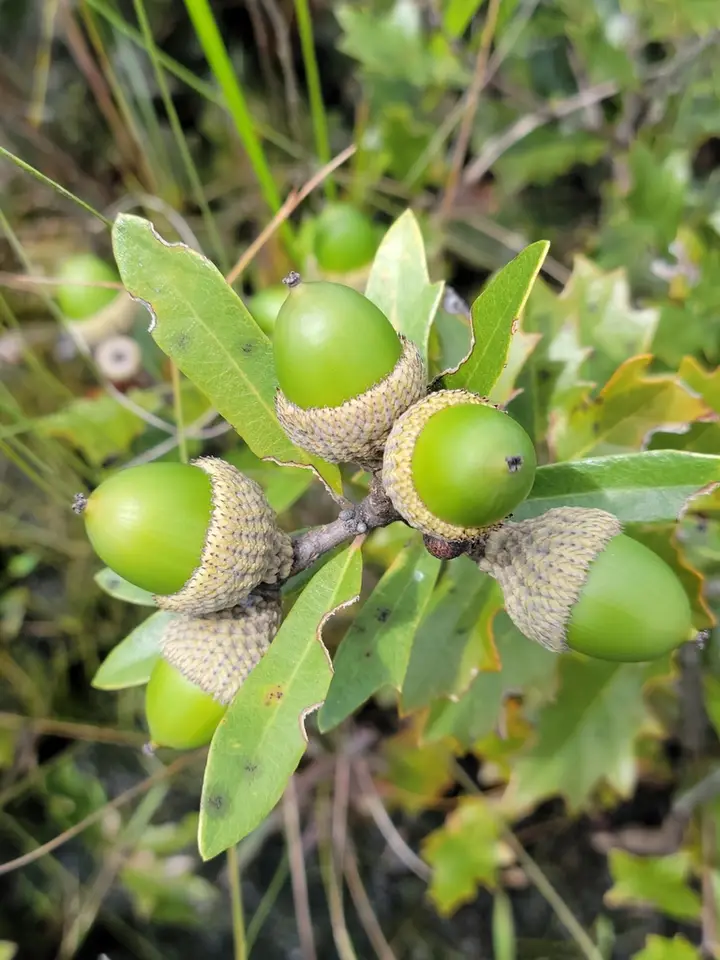 Dwarf Live Oak (Quercus minima)