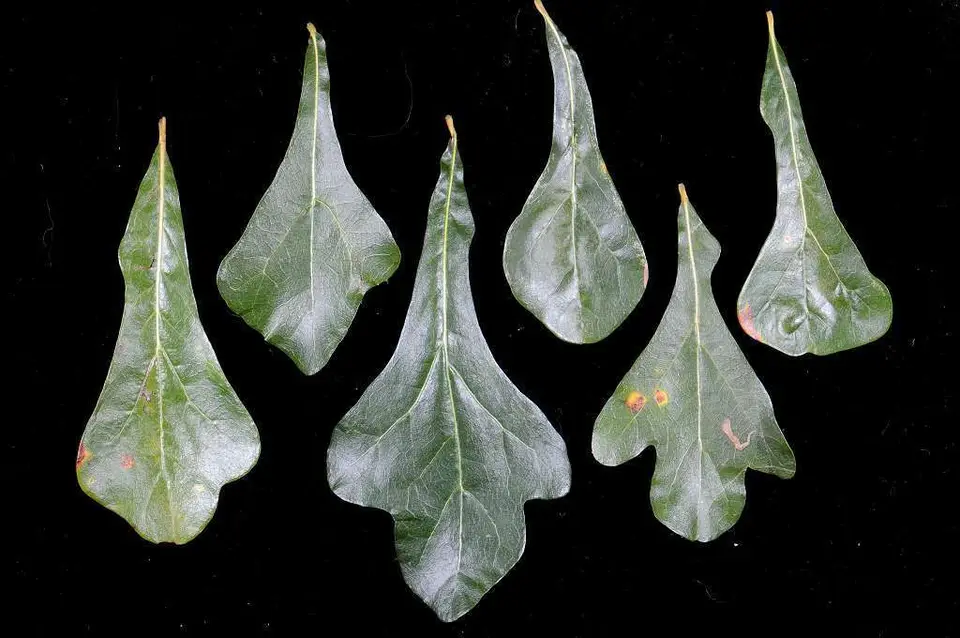 Water Oak (Quercus nigra)