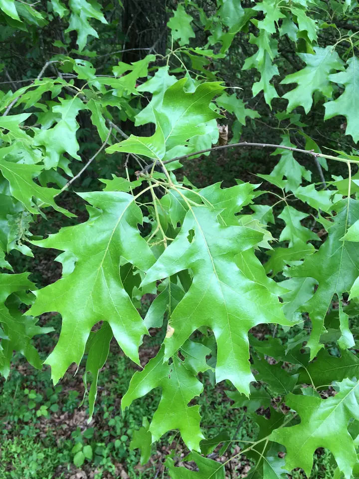 Cherrybark Oak (Quercus pagoda)