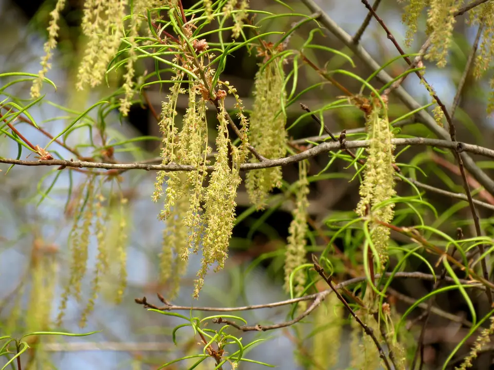 Willow Oak (Quercus phellos)