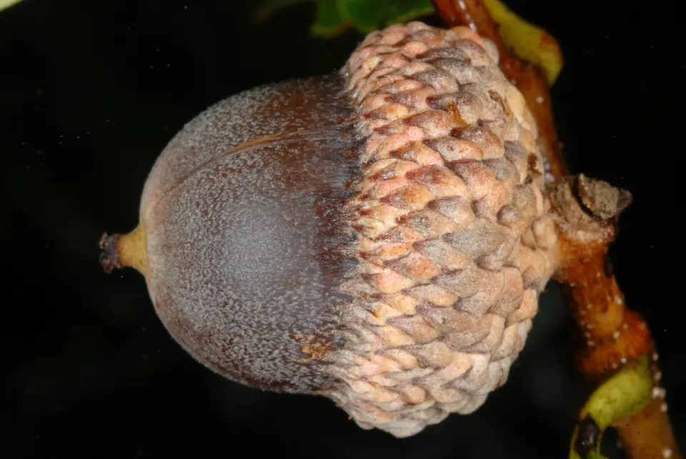 Dwarf Chinkapin Oak (Quercus prinoides)