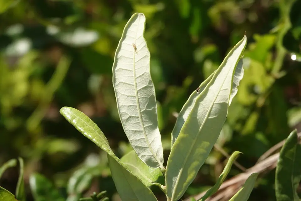 Running Oak (Quercus pumila)