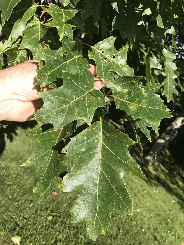 Northern Red Oak (Quercus rubra)