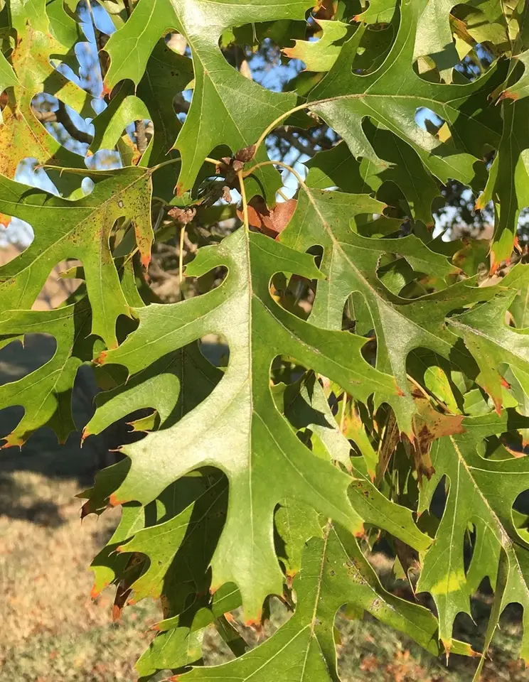 Shumard Oak (Quercus shumardii)