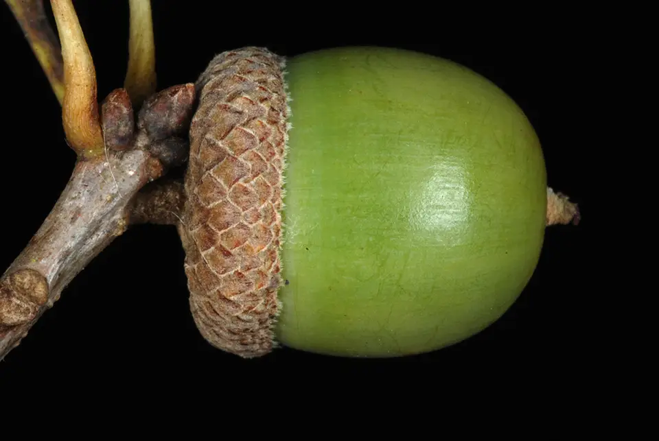 Bastard Oak (Quercus sinuata)