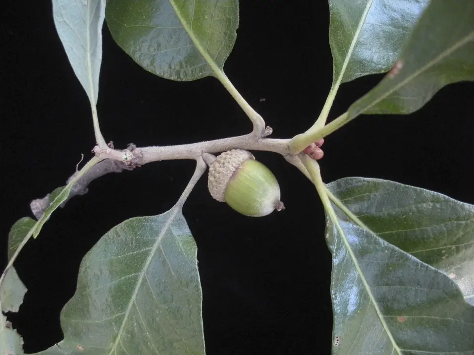 Post Oak (Quercus stellata)