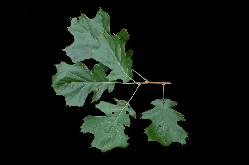 Black Oak (Quercus velutina)