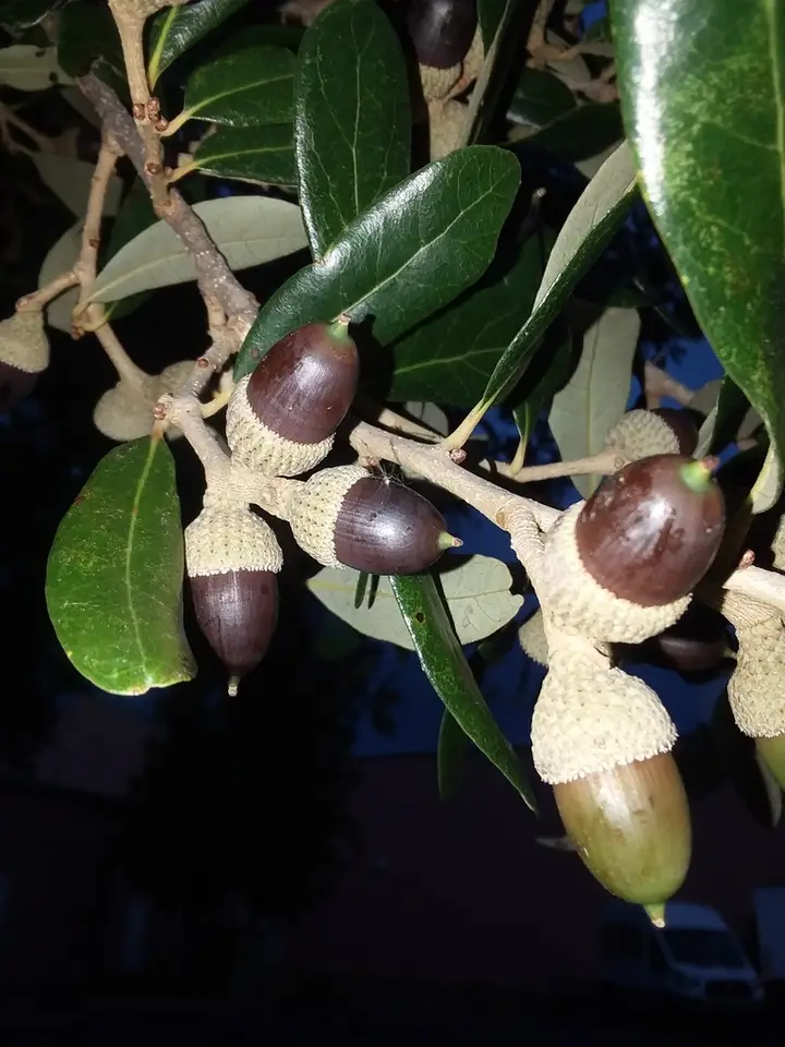 Southern Live Oak (Quercus virginiana)