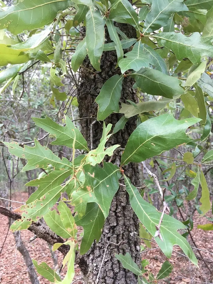 Quercus × ashei (Quercus × ashei)