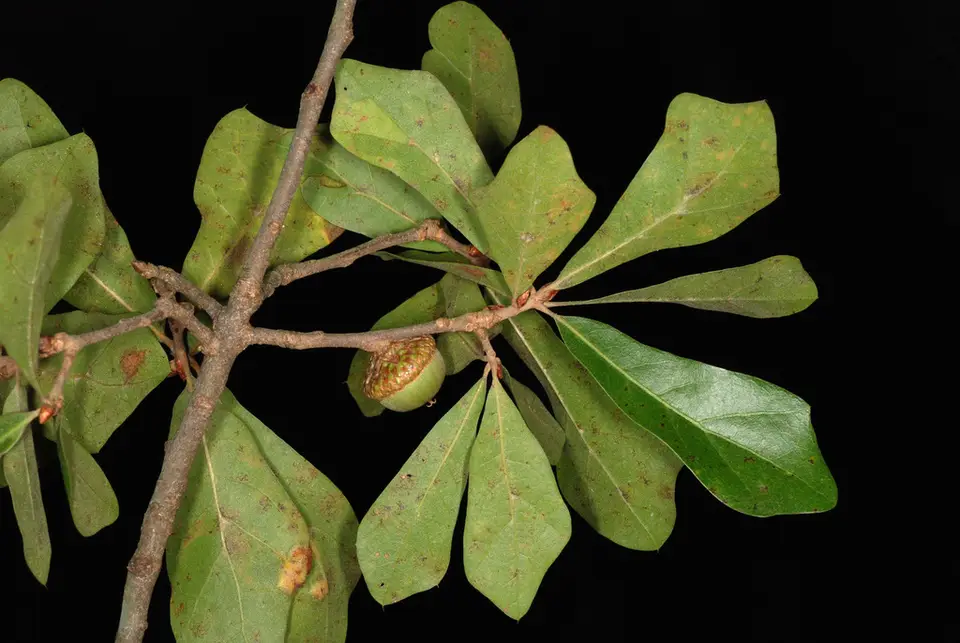 Quercus × caduca (Quercus × caduca)