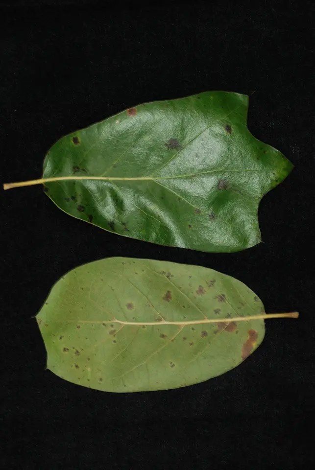 Craven Oak (Quercus × cravenensis)