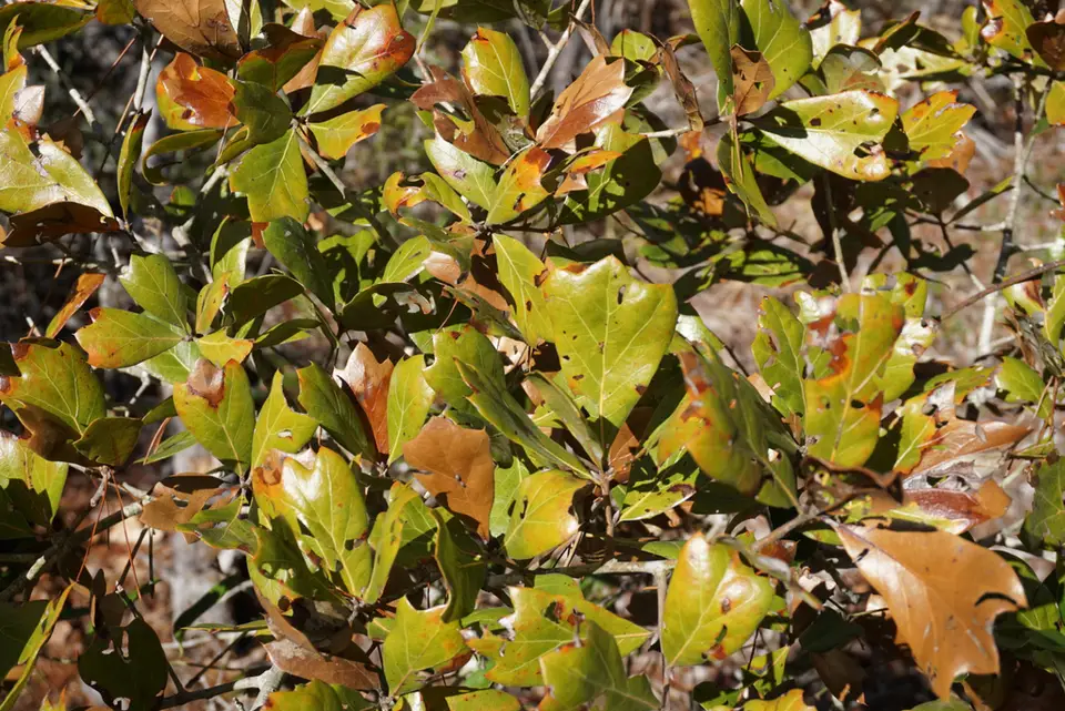 Quercus × mellichampii (Quercus × mellichampii)