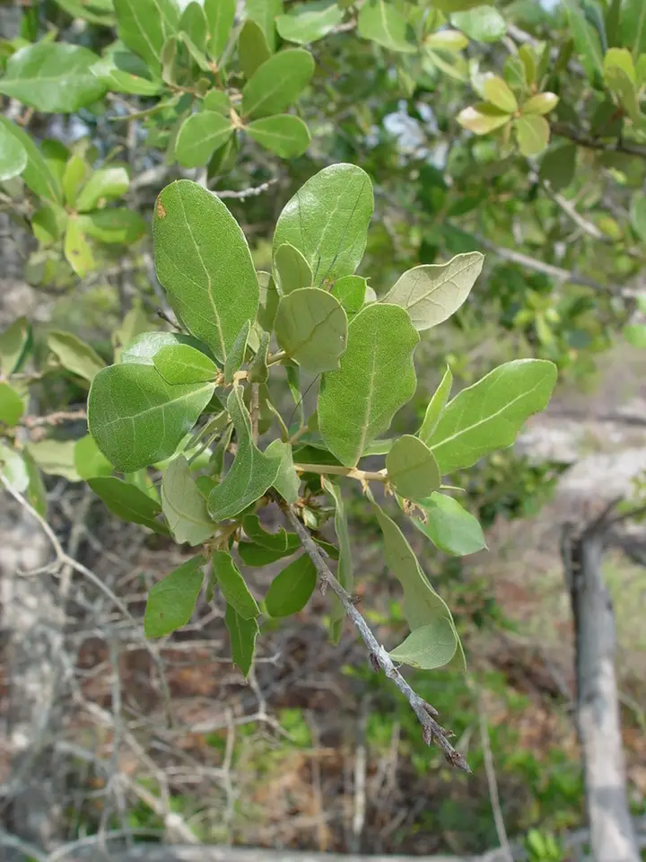 Quercus × oviedoensis (Quercus × oviedoensis)