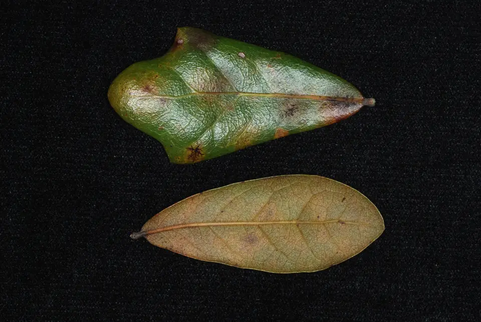 Rolf's Oak (Quercus × rolfsii)