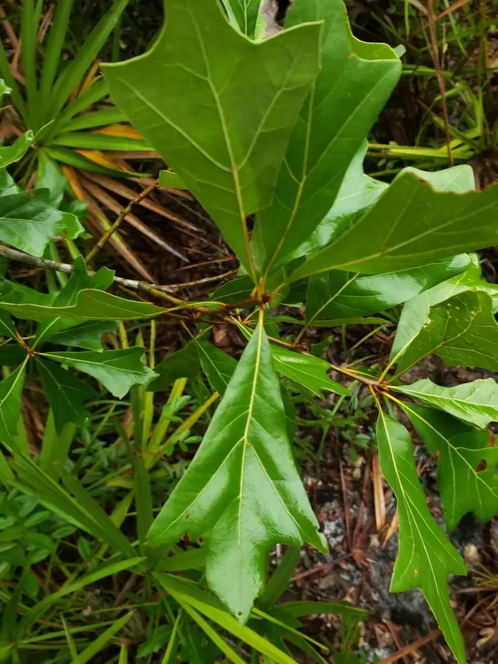 Walter's Oak (Quercus × walteriana)