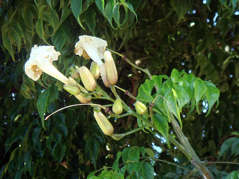 Emerald Tree (Radermachera sinica)