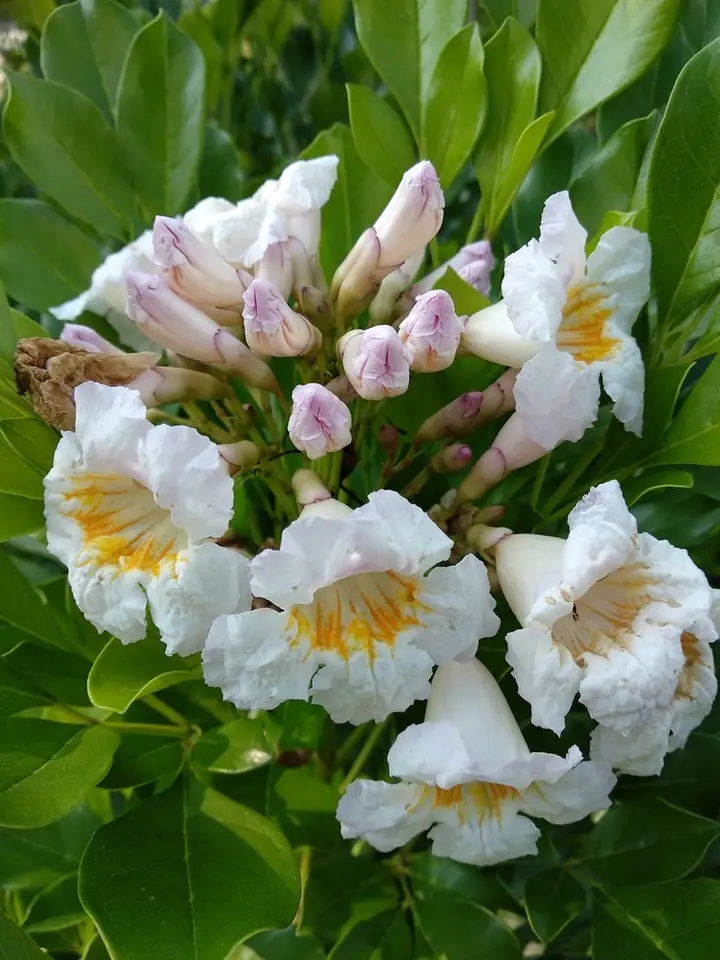 Kunming Tree Jasmine (Radermachera yunnanensis)