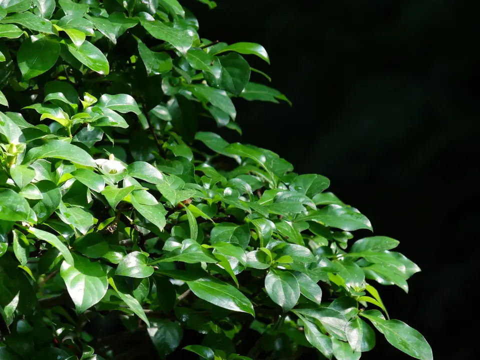 White Indigoberry (Randia aculeata)