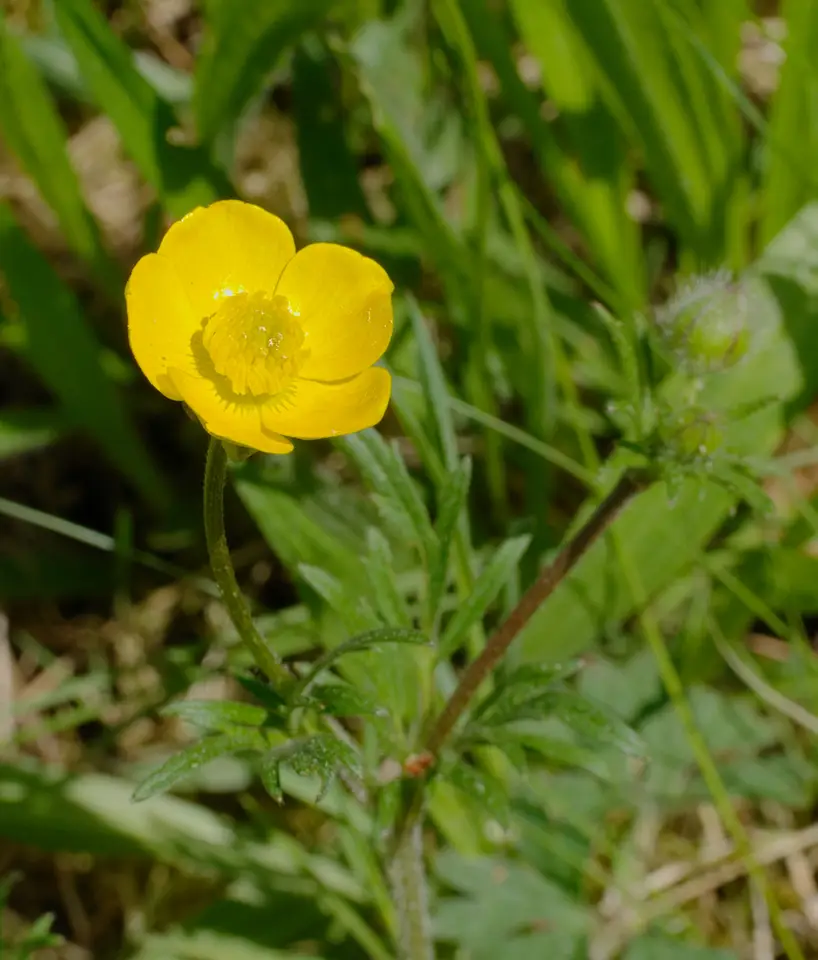 Bulbous Buttercup (Ranunculus bulbosus)