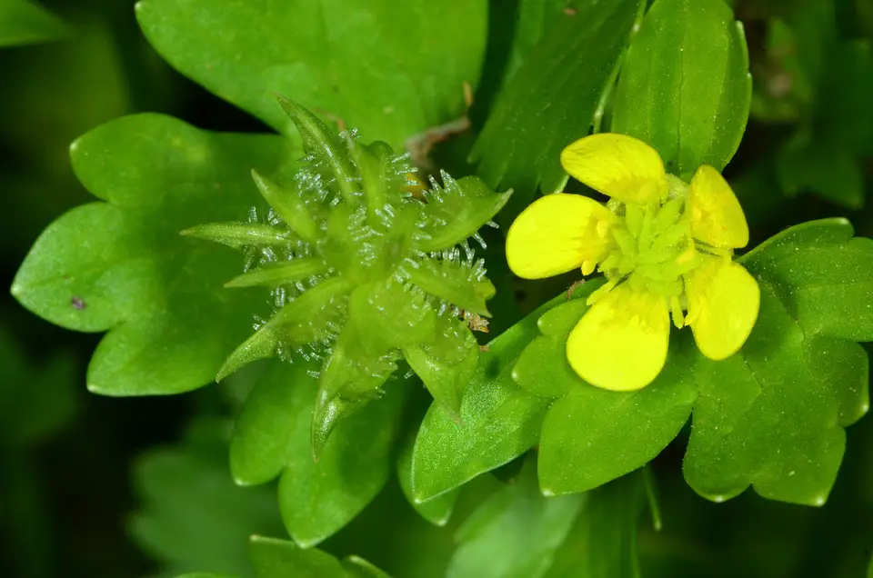 Rough-Fruited Buttercup (Ranunculus muricatus)