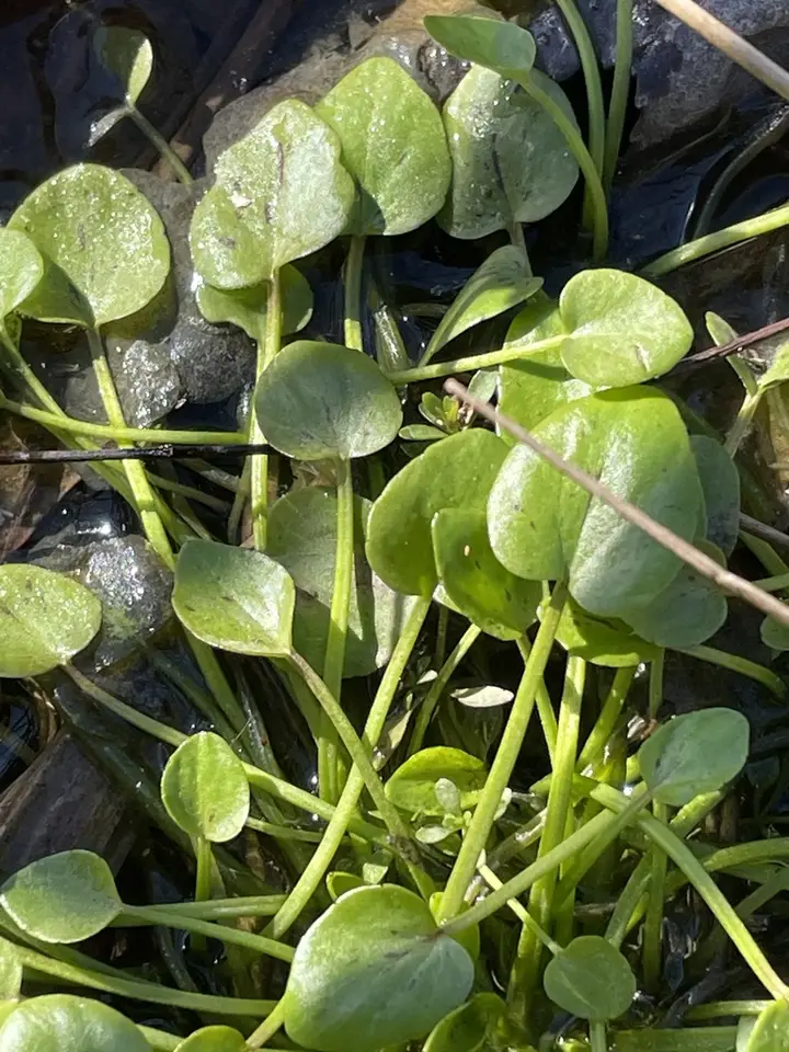 Low Spearwort (Ranunculus pusillus)