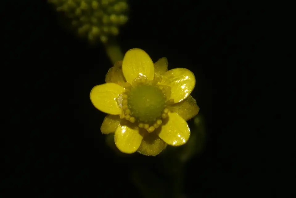 Cursed Crowfoot (Ranunculus sceleratus)