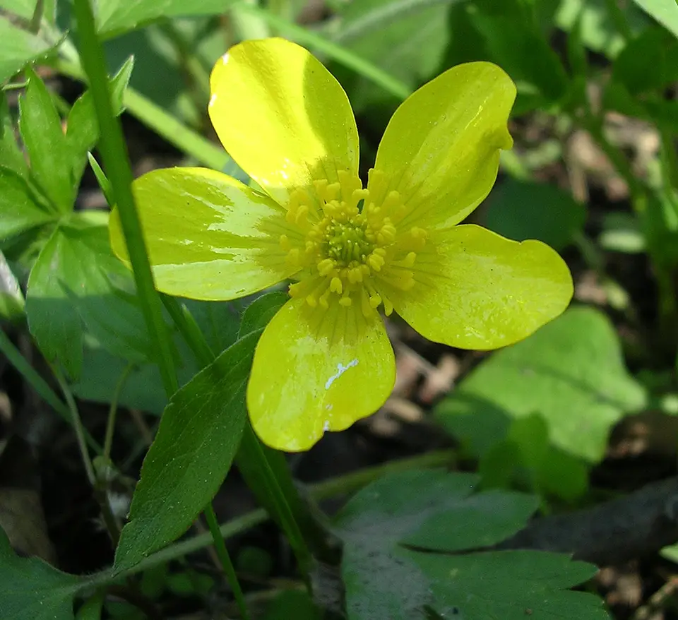 Swamp Buttercup (Ranunculus septentrionalis)