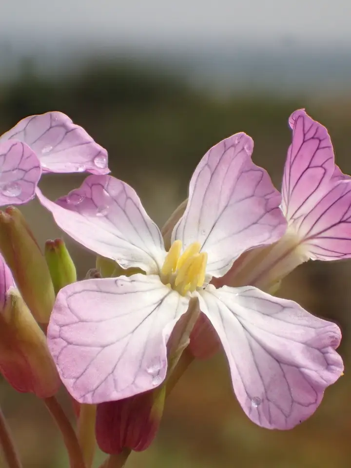 Wild Radish (Raphanus raphanistrum)