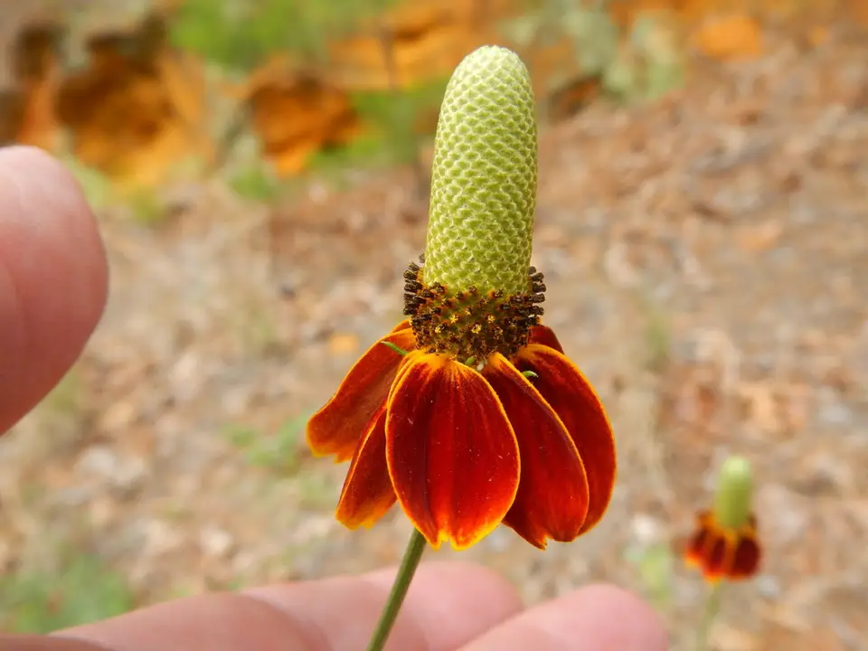 Upright Prairie Coneflower (Ratibida columnifera)