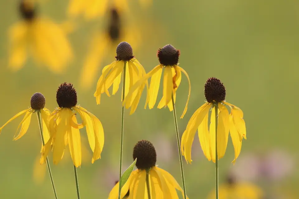 Grey-Headed Coneflower (Ratibida pinnata)