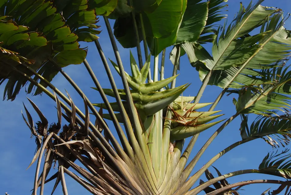 Traveller's Palm (Ravenala madagascariensis)